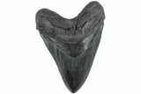 Huge, Fossil Megalodon Tooth - South Carolina #223933-1